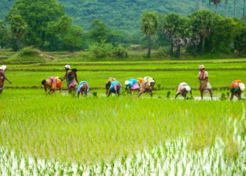 Govt mulls FPOs structure on lines of Amul model