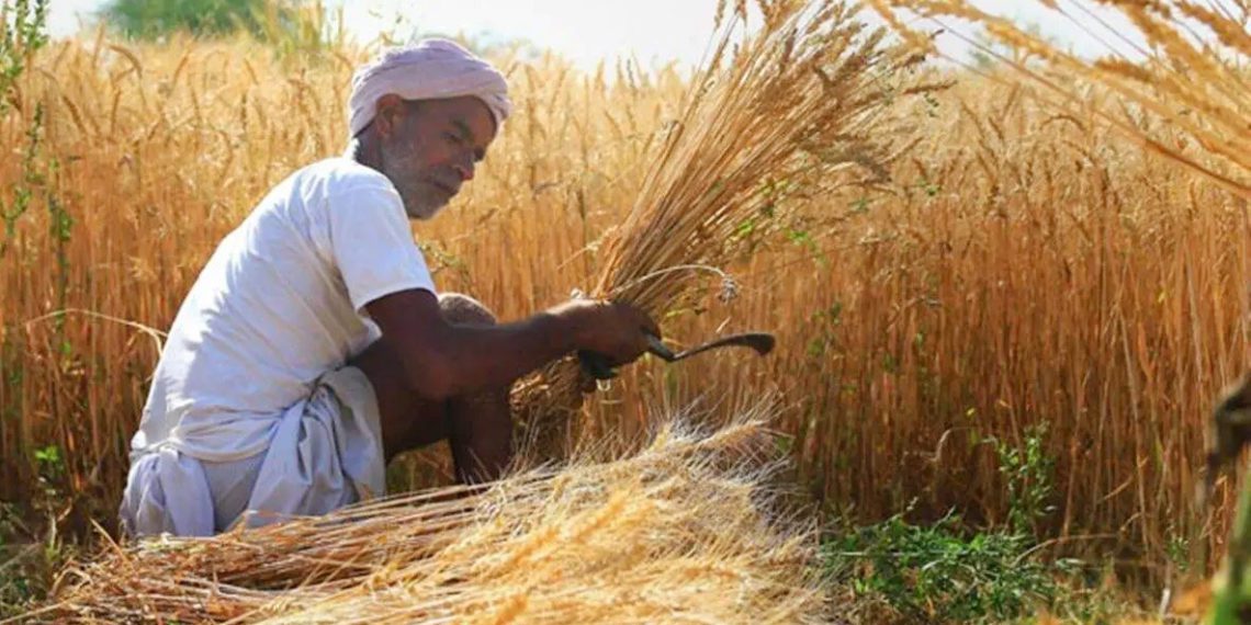 Cabinet approves hike in MSP for Rabi Crops