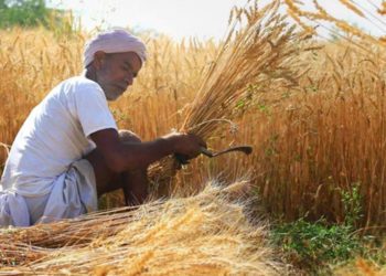 Cabinet approves hike in MSP for Rabi Crops