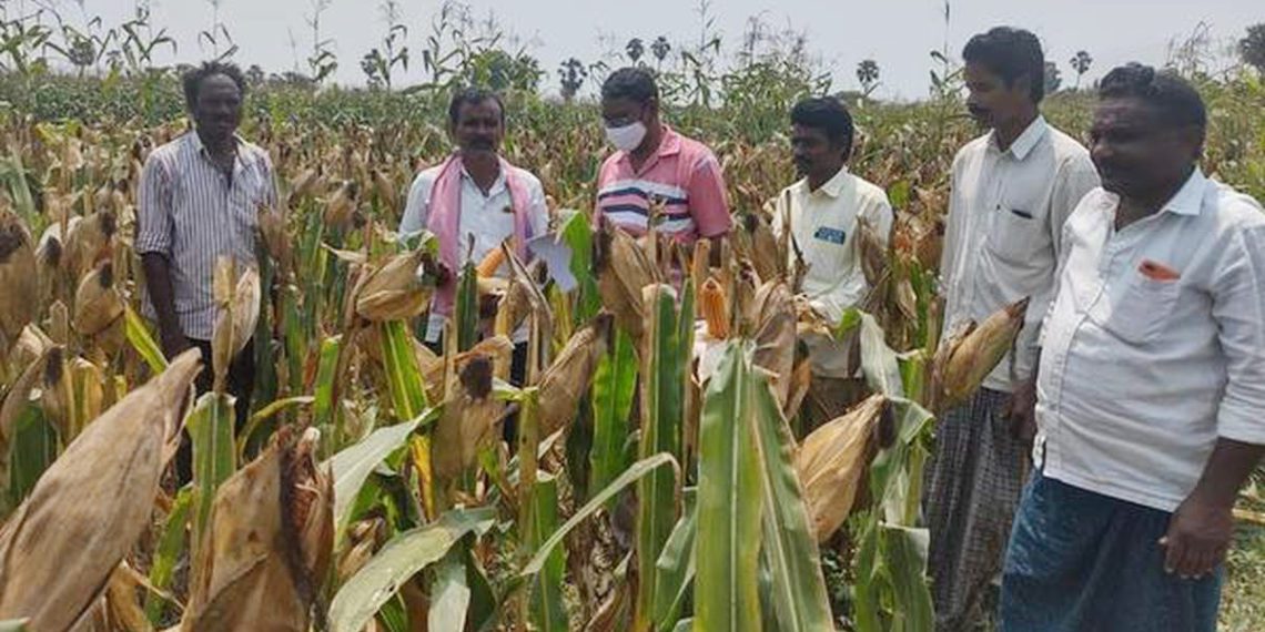 Maize procurement: Telangana Markfed coordinating with NAFED