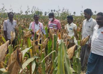 Maize procurement: Telangana Markfed coordinating with NAFED