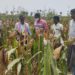 Maize procurement: Telangana Markfed coordinating with NAFED
