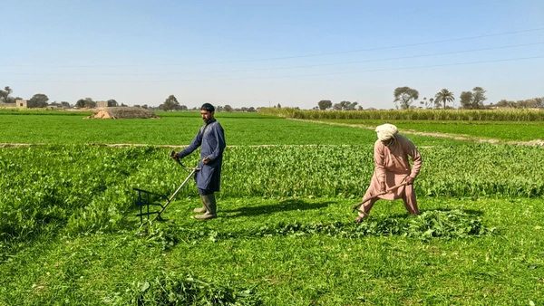 Nano DAP adoption rises in Punjab: IFFCO