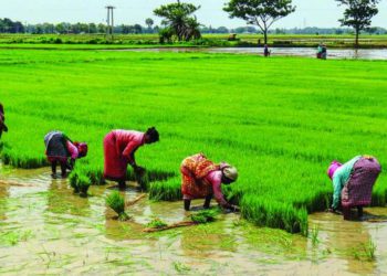 PACS profits rise by 18%, losses decline by 4%: RBI Report