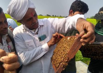 Amul Dairy-associated milk producers excel in Honey production