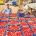 NCCF to lead Tomato transportation to support farmers
