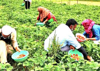 State govt revives Co-op Sector in Sopore