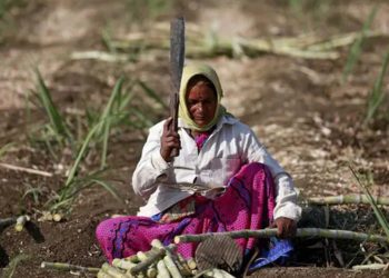 Sugar Co-ops face grim season, but optimism grows for next year