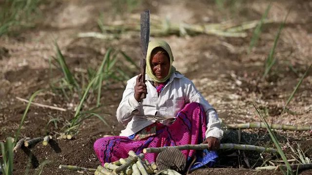 Sugar Co-ops face grim season, but optimism grows for next year