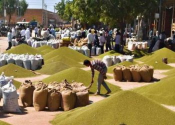 Pulse procurement gains momentum after entry of NAFED and NCCF