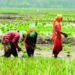 MoS joins forces to boost Organic Farming in Haryana
