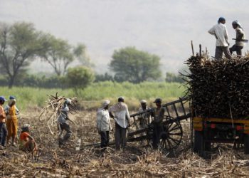 Sugar Fed welcomes FRP hike for 2025–26; updates on market trend