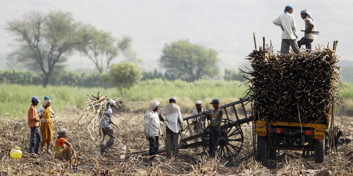 India eyes record Sugar Output; Ethanol scene optimistic: NFCSF