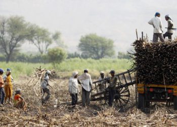 India eyes record Sugar Output; Ethanol scene optimistic: NFCSF