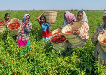 Co-ops lead Organic Surge, NCOL onboards 7,000 Co-ops in debut year