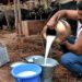 Himachal becomes first state to offer MSP on milk