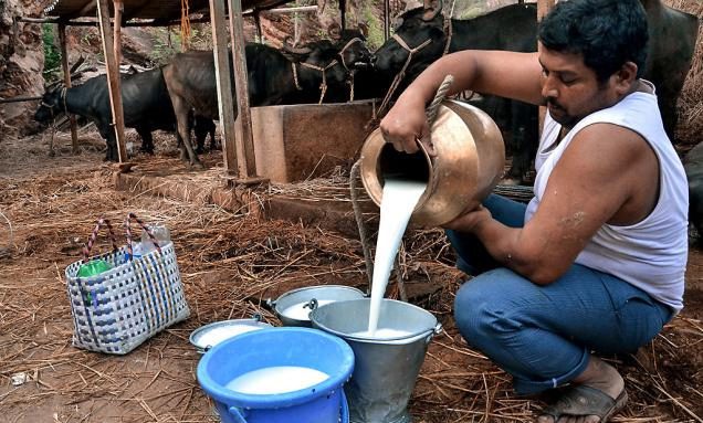 Himachal becomes first state to offer MSP on milk
