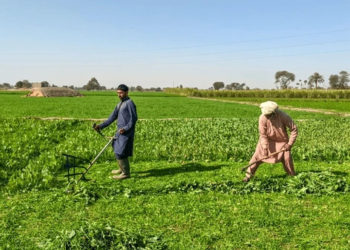 Punjab Study finds smart fertiliser mix key to Soil Health