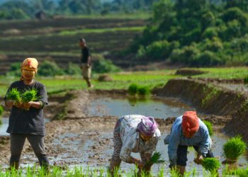 Agri Budget allocation rises to Rs 1.27 Lakh Crore