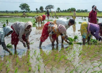 Over 52 lakh farmers registered on NCCF-NAFED portals