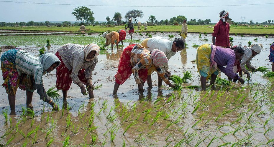 Over 52 lakh farmers registered on NCCF-NAFED portals