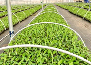 BBSSL to produce tissue-cultured banana seedlings