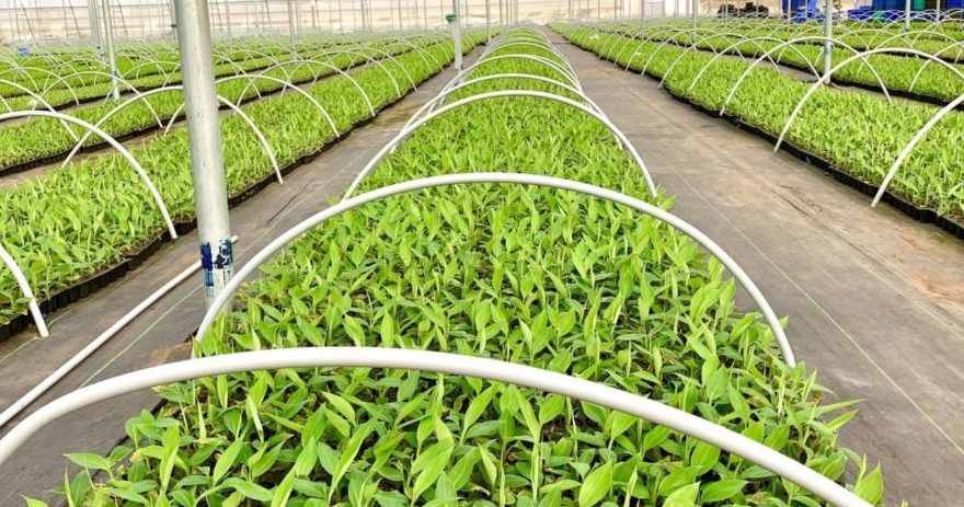 BBSSL to produce tissue-cultured banana seedlings