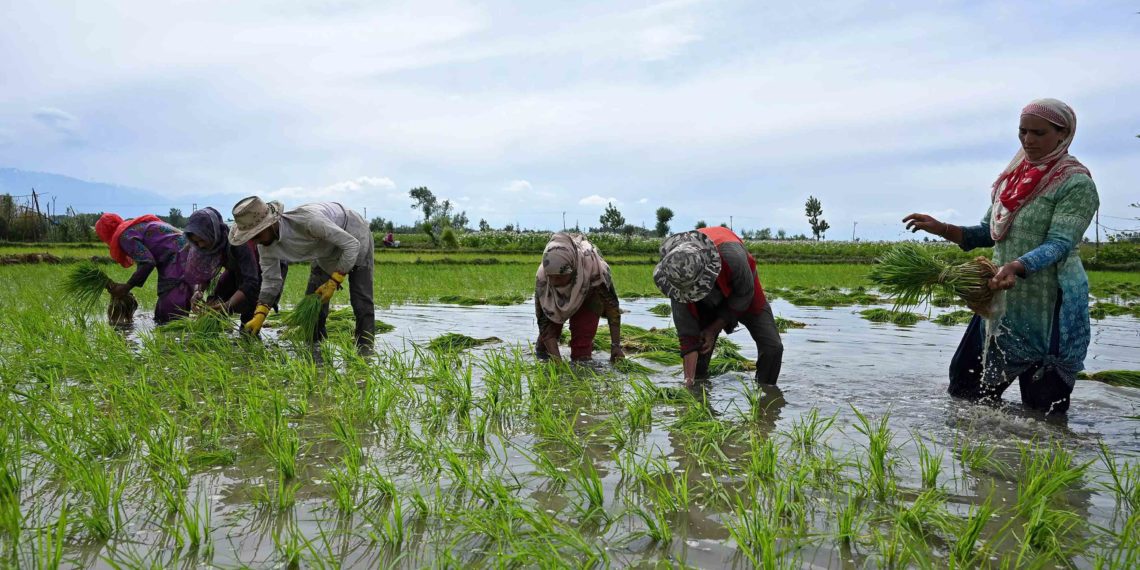 1,409 newly formed M-PACS commenced crop loan business