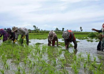 1,409 newly formed M-PACS commenced crop loan business
