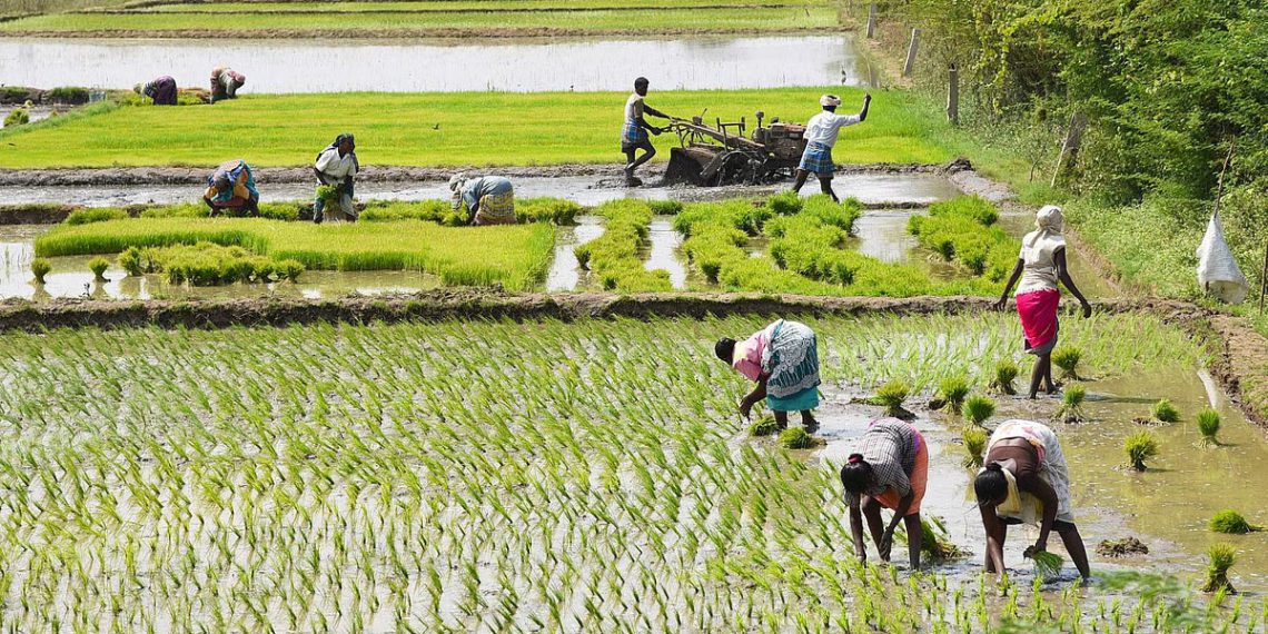 Renew fertiliser licence or lose procurement; Odisha to PACS
