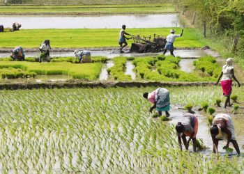 Renew fertiliser licence or lose procurement; Odisha to PACS