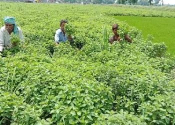 Shah-Chauhan thank PM for Rs 38K Cr Rabi Fertilizer Subsidy