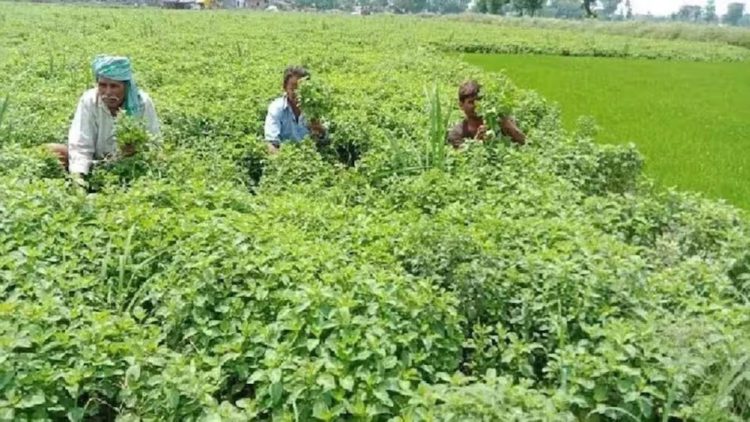 Shah-Chauhan thank PM for Rs 38K Cr Rabi Fertilizer Subsidy