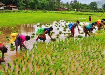 Co-ops anchor India’s Fertilizer Security in Kharif 25; IFFCO, Kribhco lead