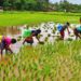 Co-ops anchor India’s Fertilizer Security in Kharif 25; IFFCO, Kribhco lead