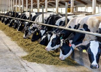 Karnataka’s Dairy Co-ops; Rs 236.60 Cr released