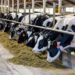 Karnataka’s Dairy Co-ops; Rs 236.60 Cr released
