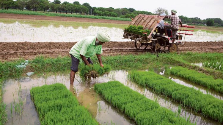 High Punjab farm debt alarms experts