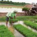 High Punjab farm debt alarms experts