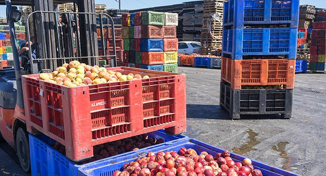 NCEL strengthens Co-op-led Agri Exports: Mohol