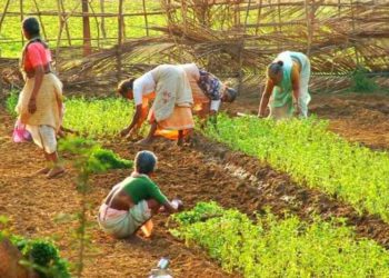 Agri lending Share of Rural Co-ops continues to drop: RBI