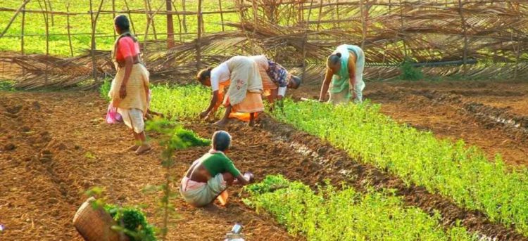 Agri lending Share of Rural Co-ops continues to drop: RBI