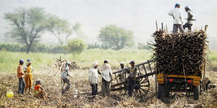 Strong Sugar output, Weak Finances: Co-op Mills seek MSP Revision