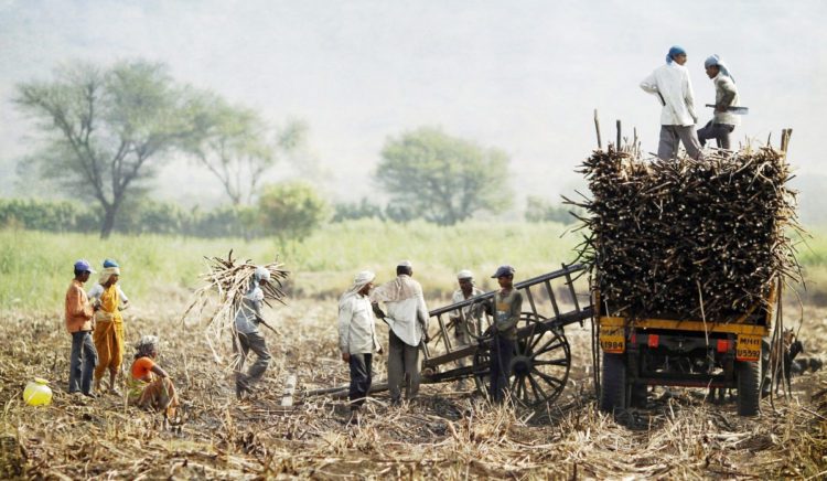 Strong Sugar output, Weak Finances: Co-op Mills seek MSP Revision