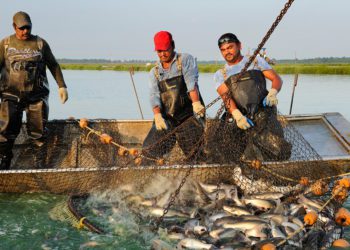 PMMSY boosts Fisherwomen Co-op in Puducherry