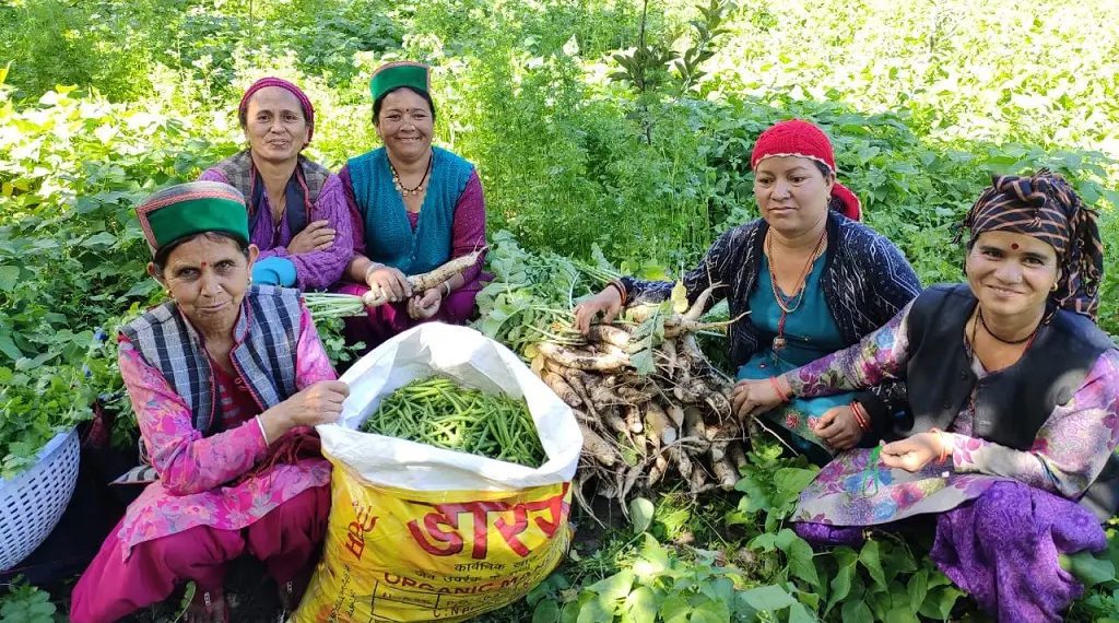 730 PACS from Himachal join NCEL, BBSSL & NCOL