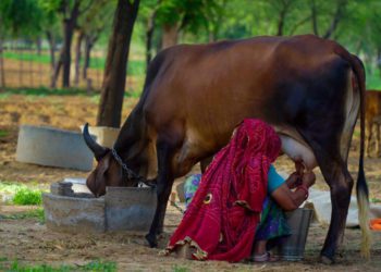 White Revolution 2.0 targets 50% jump in Milk Procurement