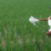 Urea output jumps as India boosts Fertiliser Capacity: PM