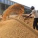 Govt raises Commission for Wheat, Paddy Procurement