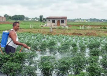 Cabinet clears NBS Rates for Kharif 2026